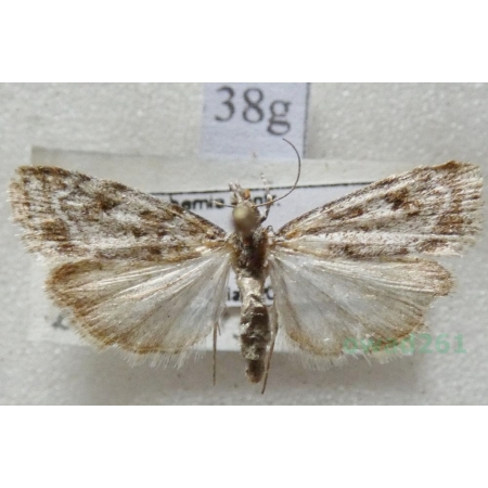 Scoparia basistrigalis Knaggs, 1866 Zamiotka bazikreska Czech38g